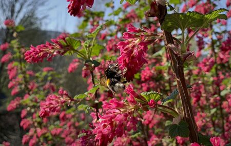 Eine Biene bestäubt eine Blume in der Natur.